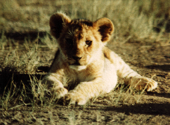 Lion cub